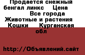 Продается снежный бенгал(линкс) › Цена ­ 25 000 - Все города Животные и растения » Кошки   . Курганская обл.